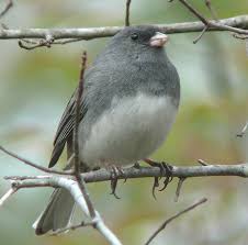 Image result for Junco hyemalis
