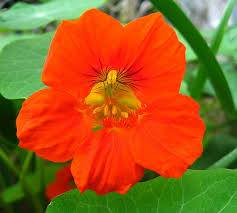 Attēlu rezultāti vaicājumam “Tropaeolum majus flower”