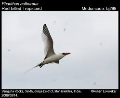 Image result for Phaethon aethereus