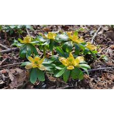 Attēlu rezultāti vaicājumam “Eranthis hyemalis”