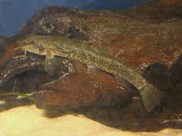 Attēlu rezultāti vaicājumam “Barbatula barbatula”