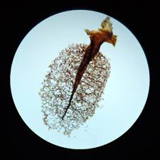 Attēlu rezultāti vaicājumam “Comatricha laxa young”