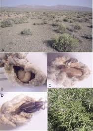Attēlu rezultāti vaicājumam “Larinus sp.”
