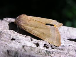 Attēlu rezultāti vaicājumam “Noctua fimbriata”