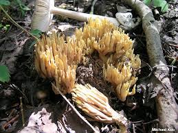 Attēlu rezultāti vaicājumam “Ramaria stricta”
