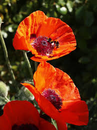 Image result for Mohn