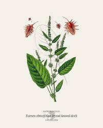 Attēlu rezultāti vaicājumam “Rumex obtusifolius”