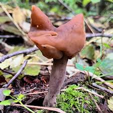 Attēlu rezultāti vaicājumam “Gyromitra infula”