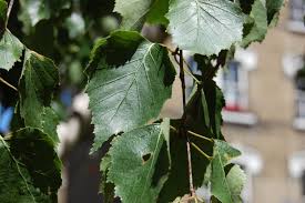Attēlu rezultāti vaicājumam “Betula pendula”