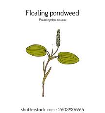 Attēlu rezultāti vaicājumam “Potamogeton natans”