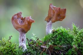 Attēlu rezultāti vaicājumam “Gyromitra infula”