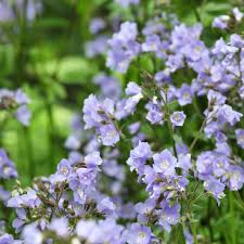 Image result for Polemonium coeruleum