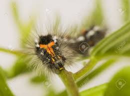 Attēlu rezultāti vaicājumam “Euproctis similis”