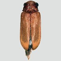 Attēlu rezultāti vaicājumam “Anobiidae”