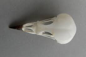 Image result for Dendroica striata