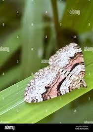 Attēlu rezultāti vaicājumam “Xanthorhoe designata”