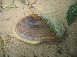 Attēlu rezultāti vaicājumam “Unio crassus”