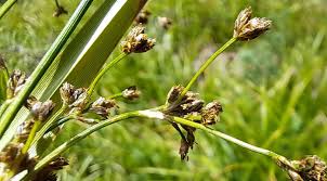 Attēlu rezultāti vaicājumam “Scirpus sylvaticus leaf”