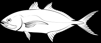 Image result for Caranx crysos