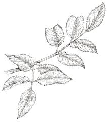 Attēlu rezultāti vaicājumam “Sambucus nigra leaf”
