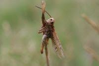 Attēlu rezultāti vaicājumam “Entomophaga grylli”