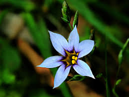 Attēlu rezultāti vaicājumam “Iridaceae”