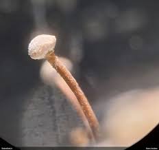 Attēlu rezultāti vaicājumam “Sclerophora farinacea”