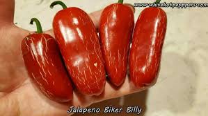 Afbeeldingsresultaat voor biker billy jalapeno hot pepper