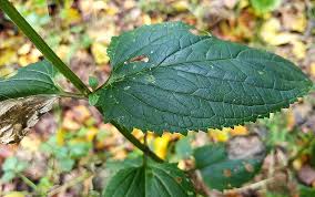 Attēlu rezultāti vaicājumam “Scrophularia nodosa leaf”