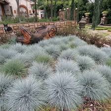 Attēlu rezultāti vaicājumam “Festuca polesica”