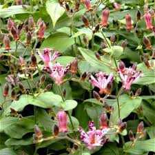 Image result for Tricyrtis `Black Beauty`