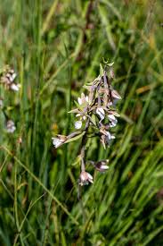 Attēlu rezultāti vaicājumam “Epipactis palustris flower”