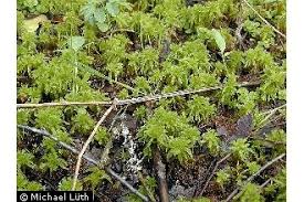 Attēlu rezultāti vaicājumam “Sphagnum squarrosum”