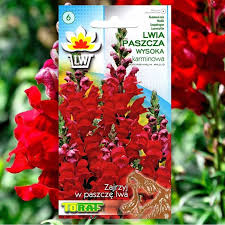 Image result for Antirrhinum majus maximum