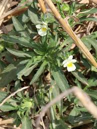 Attēlu rezultāti vaicājumam “Viola arvensis bud”