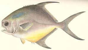 Image result for Trachinotus falcatus