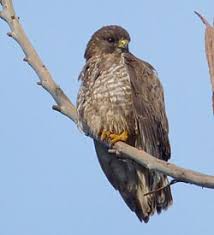 Attēlu rezultāti vaicājumam “Buteo buteo”