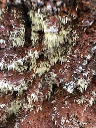 Attēlu rezultāti vaicājumam “Mucronella subtilis”