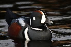 Attēlu rezultāti vaicājumam “Anseriformes”