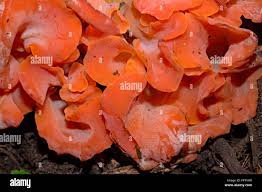 Attēlu rezultāti vaicājumam “Tremiscus helvelloides”