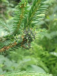 Attēlu rezultāti vaicājumam “Sacchiphantes abietis”