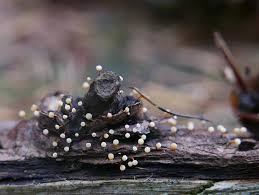 Attēlu rezultāti vaicājumam “Physarum psittacinum stalked”