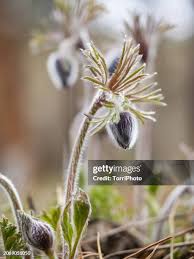 Attēlu rezultāti vaicājumam “Pulsatilla pratensis flower”