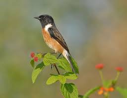 Attēlu rezultāti vaicājumam “Muscicapidae”