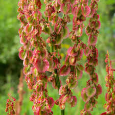 Attēlu rezultāti vaicājumam “Rumex acetosa flower”