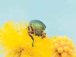 Attēlu rezultāti vaicājumam “Anisotoma humeralis”