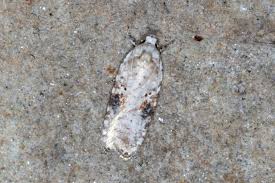 Attēlu rezultāti vaicājumam “Agonopterix hypericella imago”