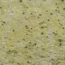 Attēlu rezultāti vaicājumam “Microcalicium disseminatum”