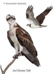 Attēlu rezultāti vaicājumam “Pandion haliaetus adult”