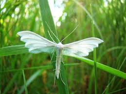 Attēlu rezultāti vaicājumam “Pterophorus pentadactyla”